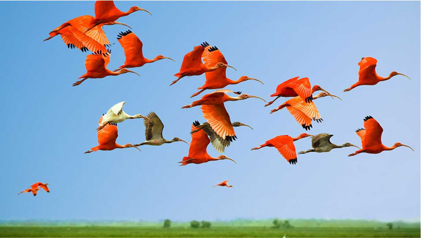 a group of flying flamingos.